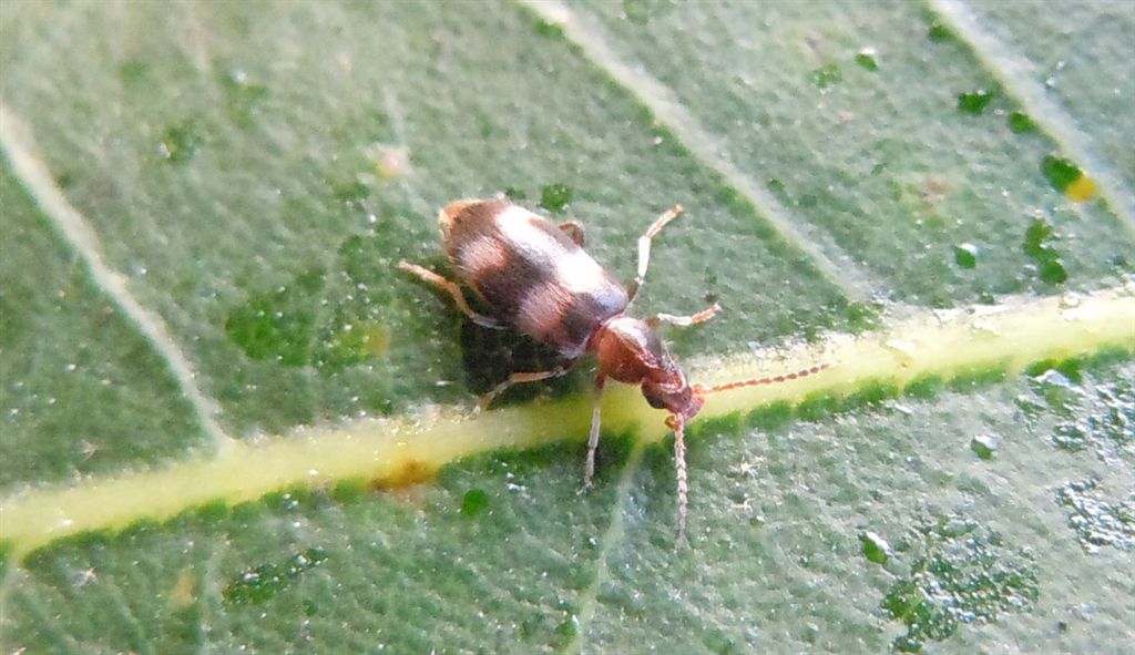 Anthicidae - Notoxus trifasciatus